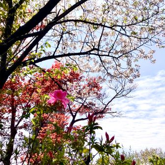 ﾂﾂｼﾞ🌺と桜🌸のｺﾗﾎﾞ😃