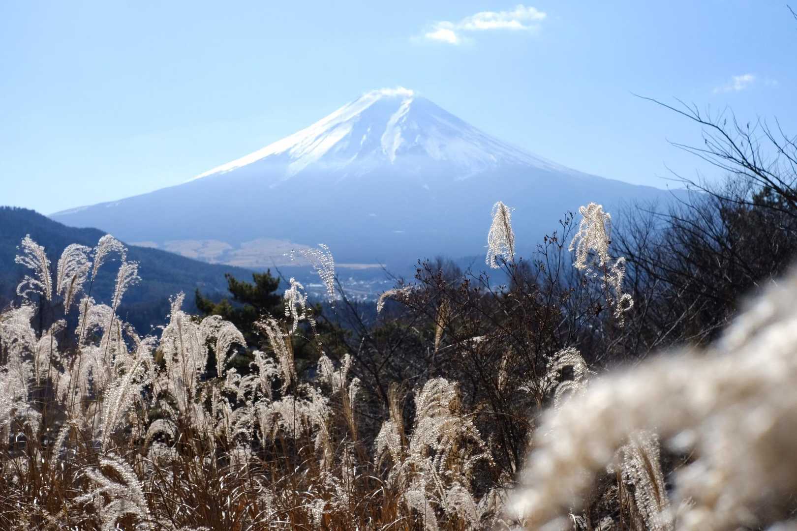 堂尾山公園（富士見台）からススキ越しの富士山