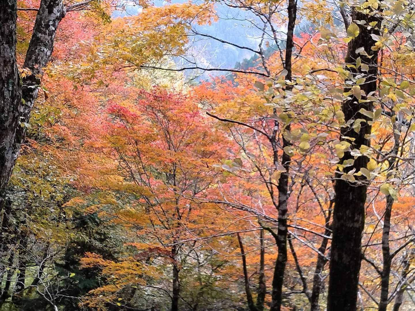 🍁