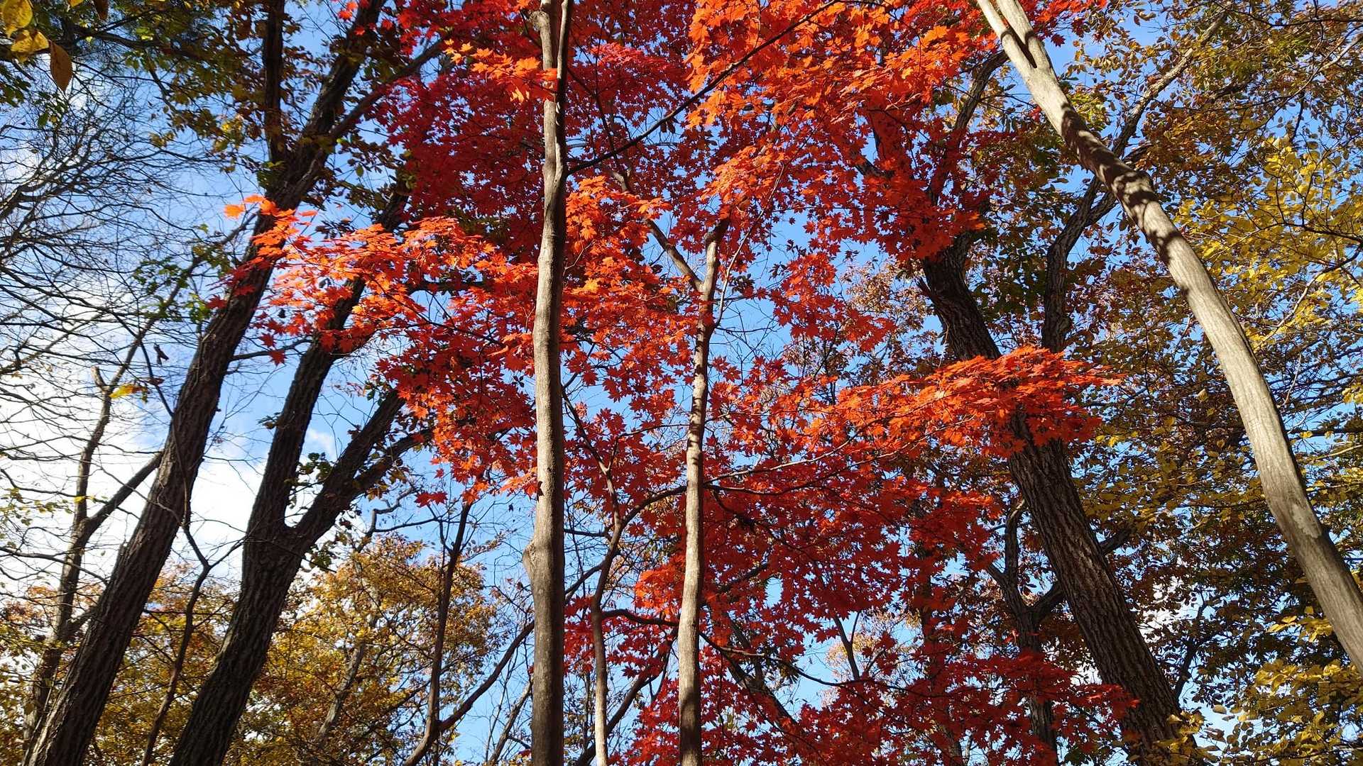 気付くと空を眺めています🍁