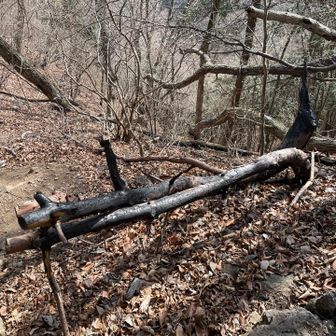 山林火災による炭化した木