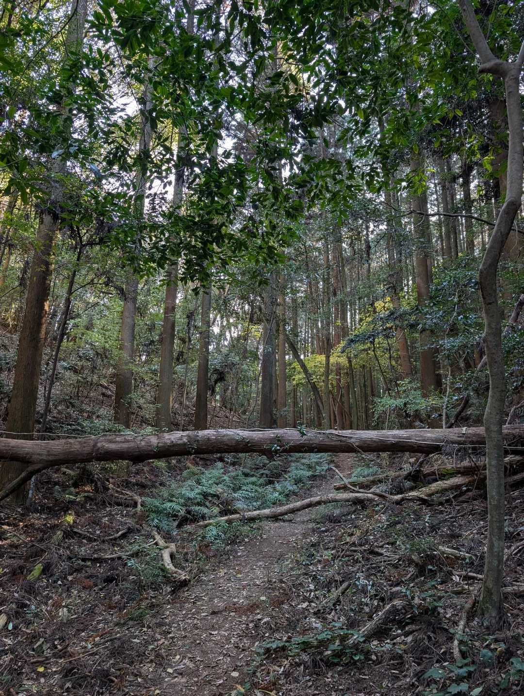明星山 周回コースの写真