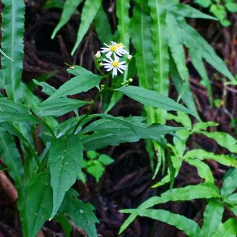 シロヨメナ（白嫁菜）
樹林帯の中で見かけるのはこれで、日当たりの良い所にはない。
