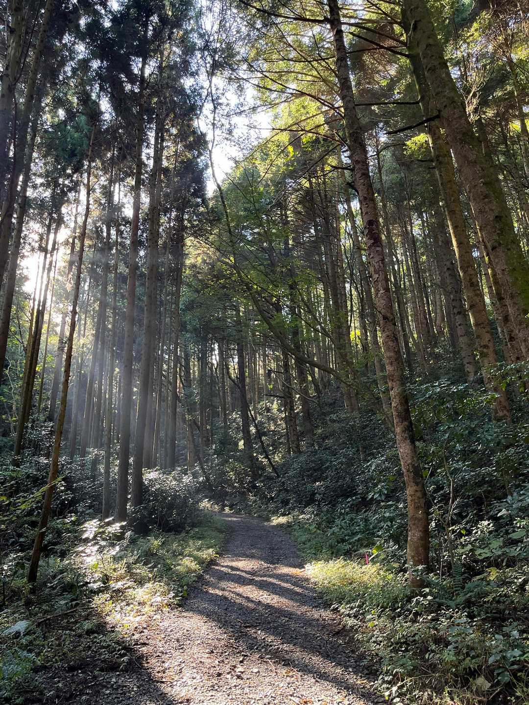 大川戸登山口-雨巻山 往復コースの写真
