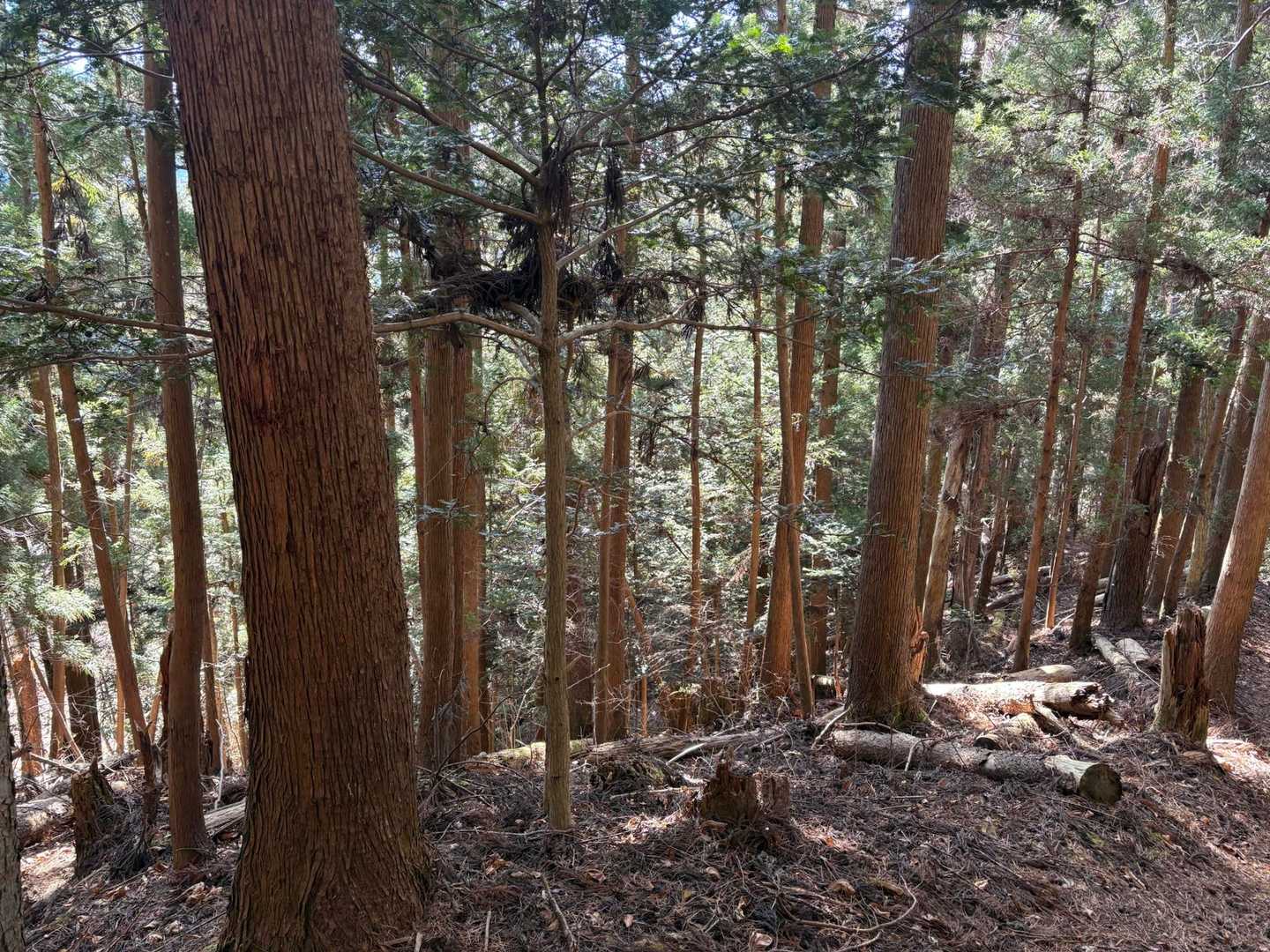 ここで、リス２０匹くらい目撃🐿️🐿️🐿️
１匹が参道を横切ったのを皮切りに
数匹が同じ幹をすばやく登り下りしたり
樹から樹へ連なって飛び移ったり💨
視界のあちこちでいろんな動きをして
一斉に去っていった

写真たくさん撮ったけど、何も写っていない
走っている時の尻尾がすごく長かった🐿️