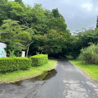 参道を出て、大沢池、岩尾池の周遊道を歩く。