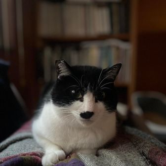 あんこうちゃん