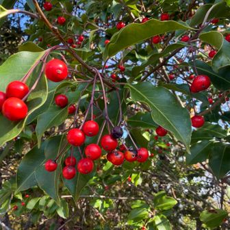 真っ赤が可愛い💕