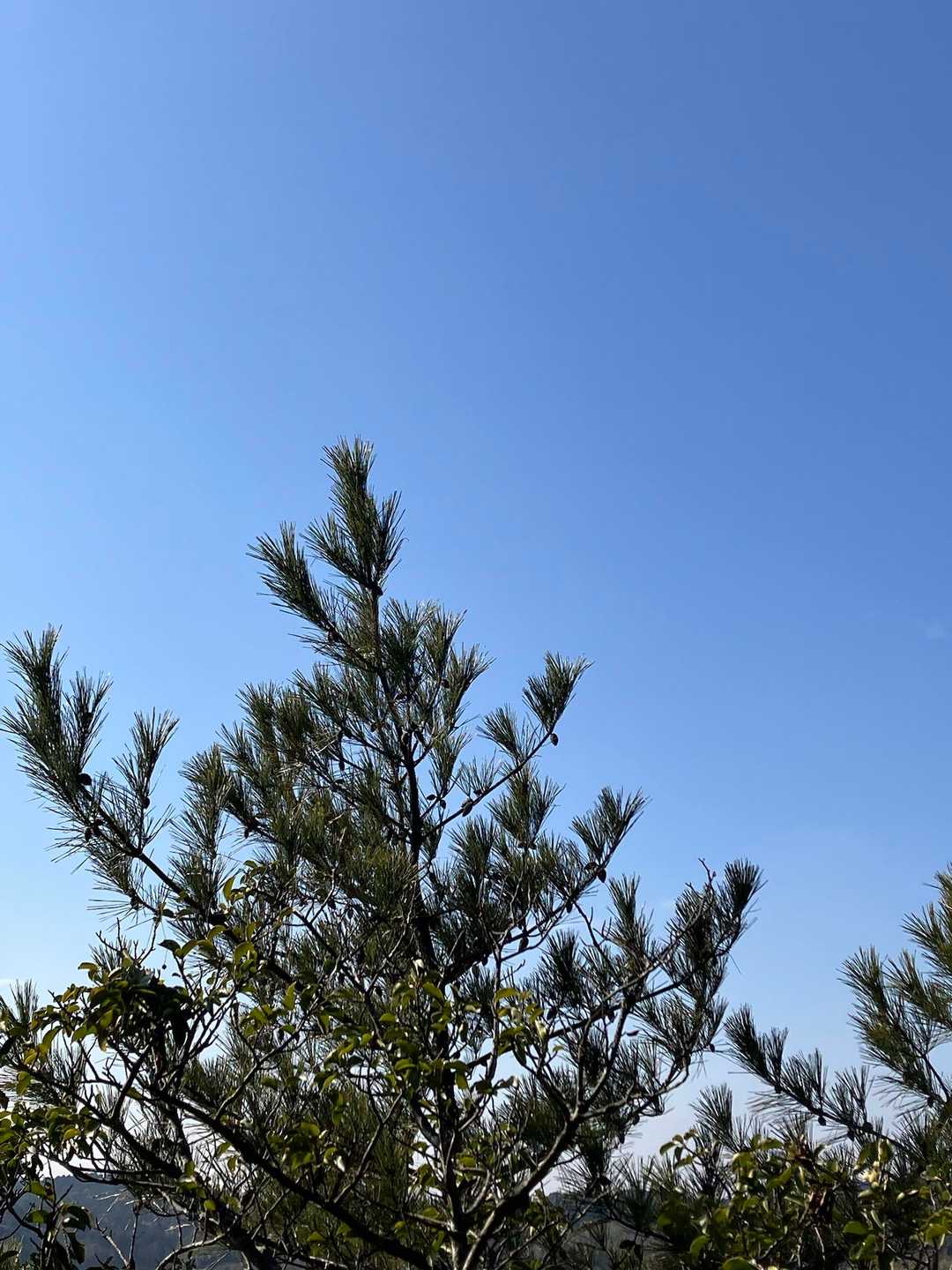 雲一つない青空💙