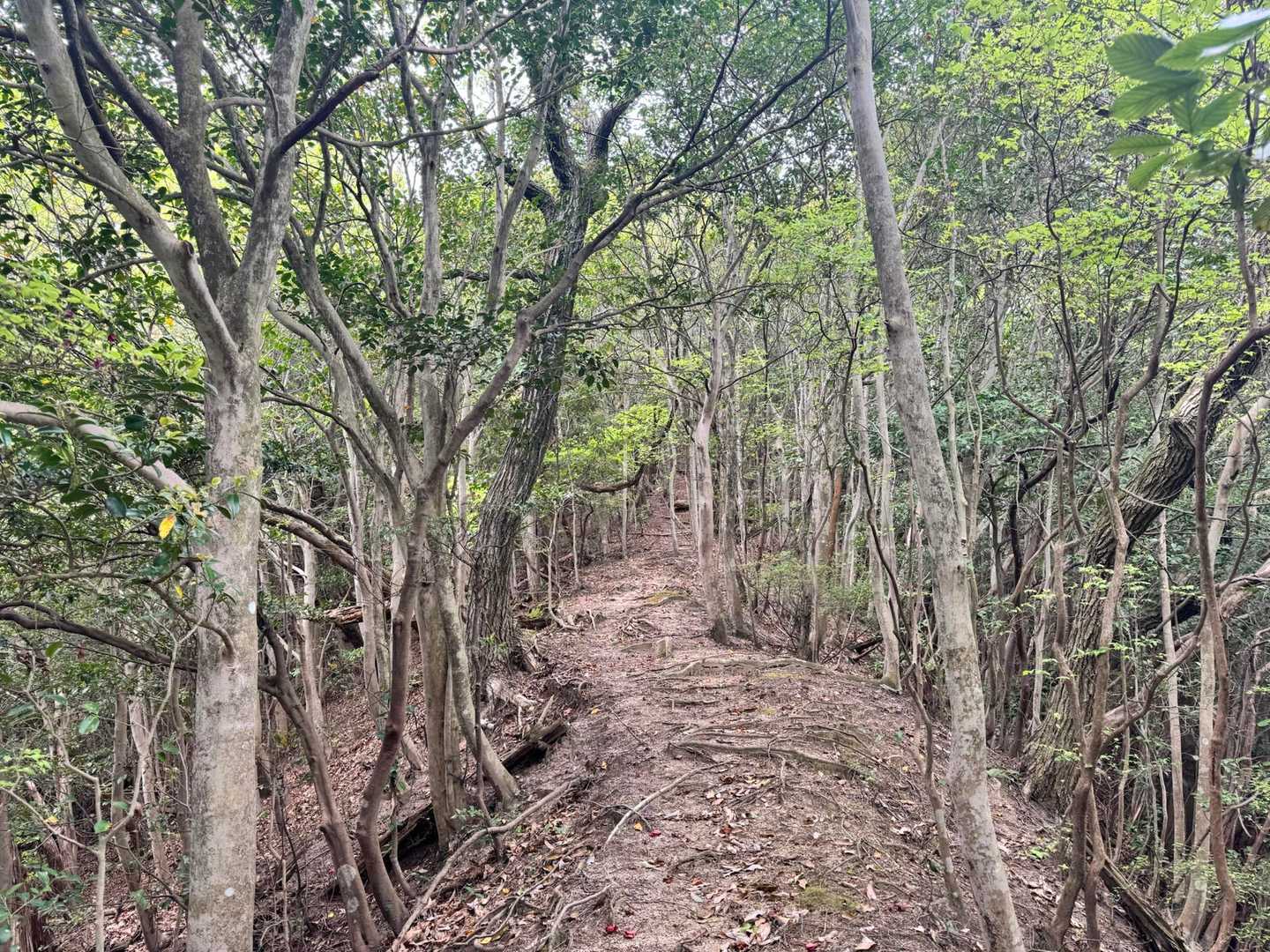 折敷畑山 往復コースの写真