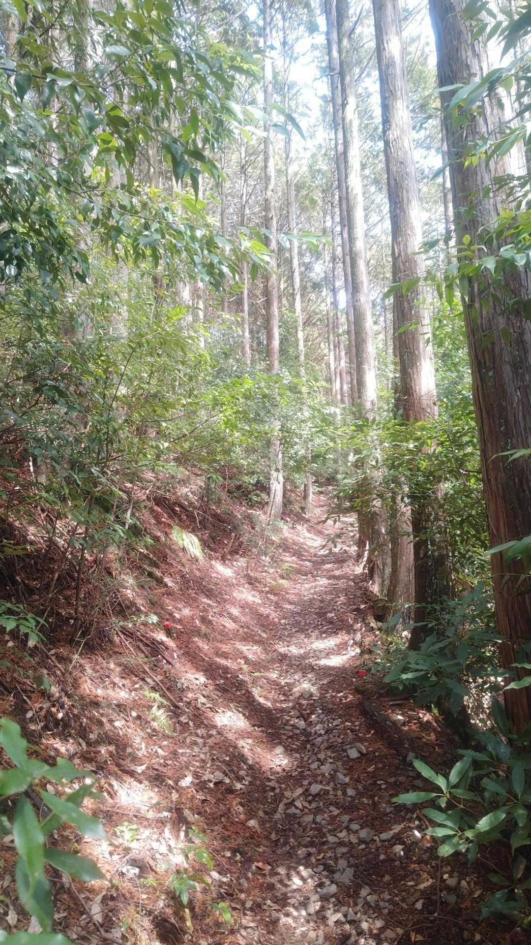 蔵王峠-南葛城山 往復コースの写真