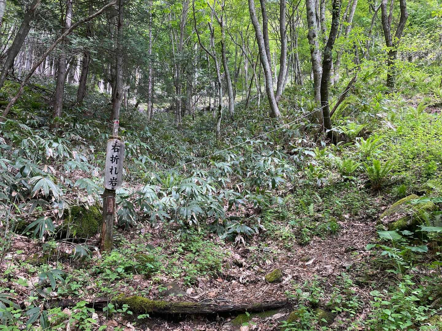 高屹山 往復コースの写真
