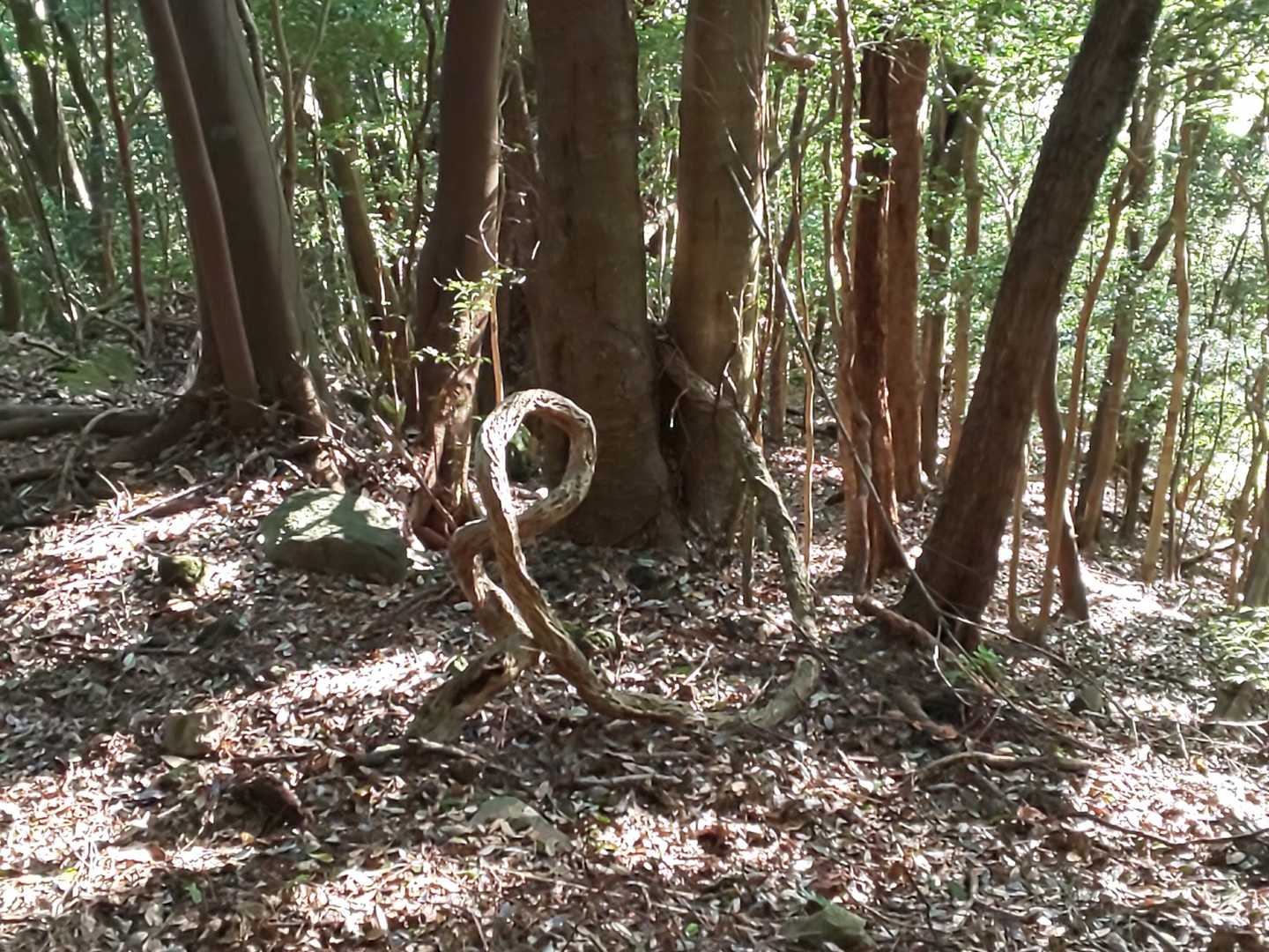 帰り道のアート😲
