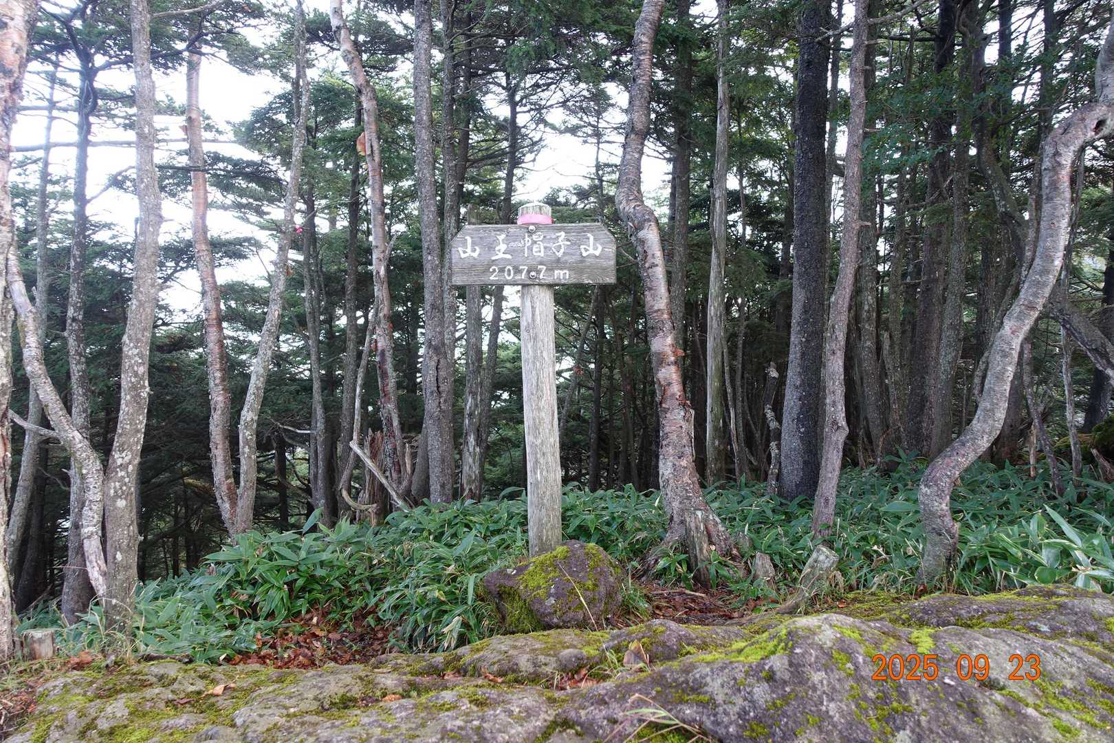 太郎山登山口-山王帽子山-太郎山 往復コースの写真