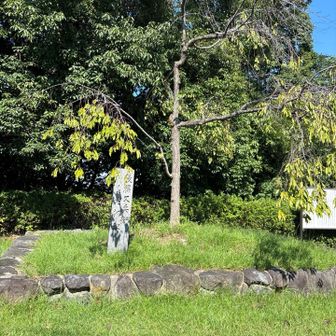 後藤又兵衛　桜
