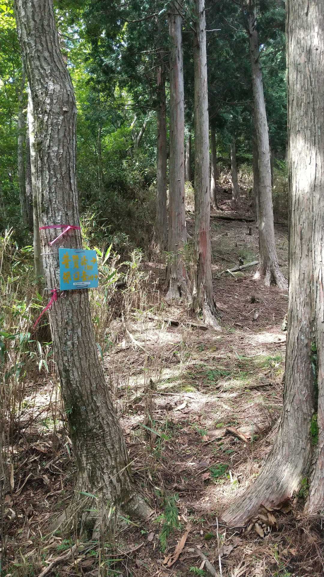 この看板を見ると脊梁を歩いてるなと思うのは私だけでしょうか😆
