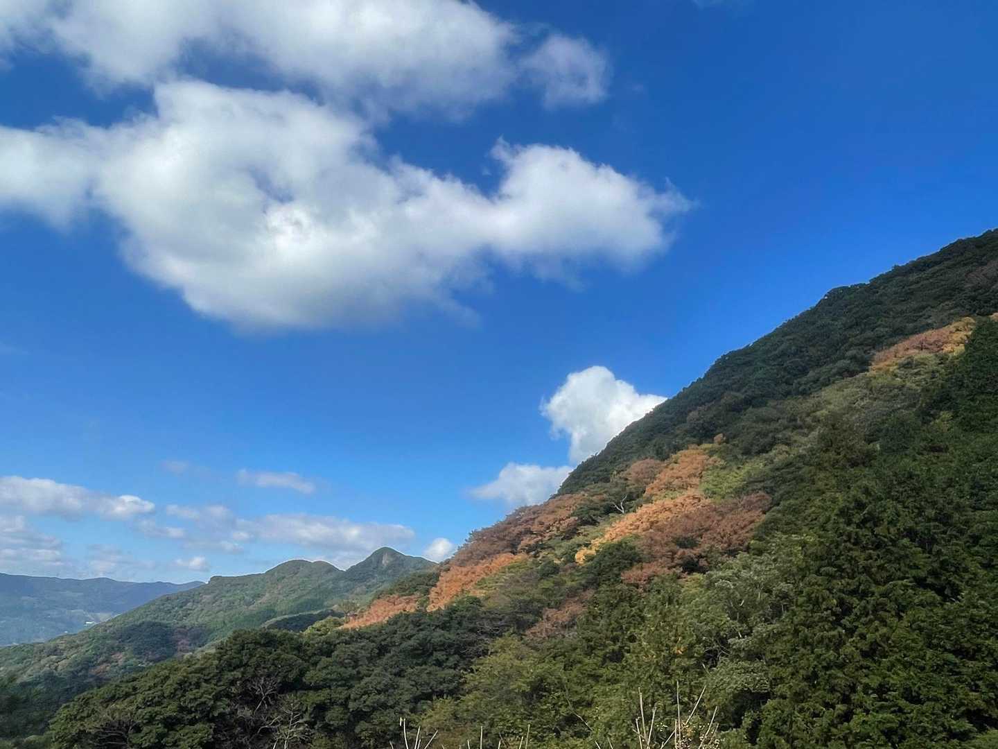 斜面は紅葉🍁してる