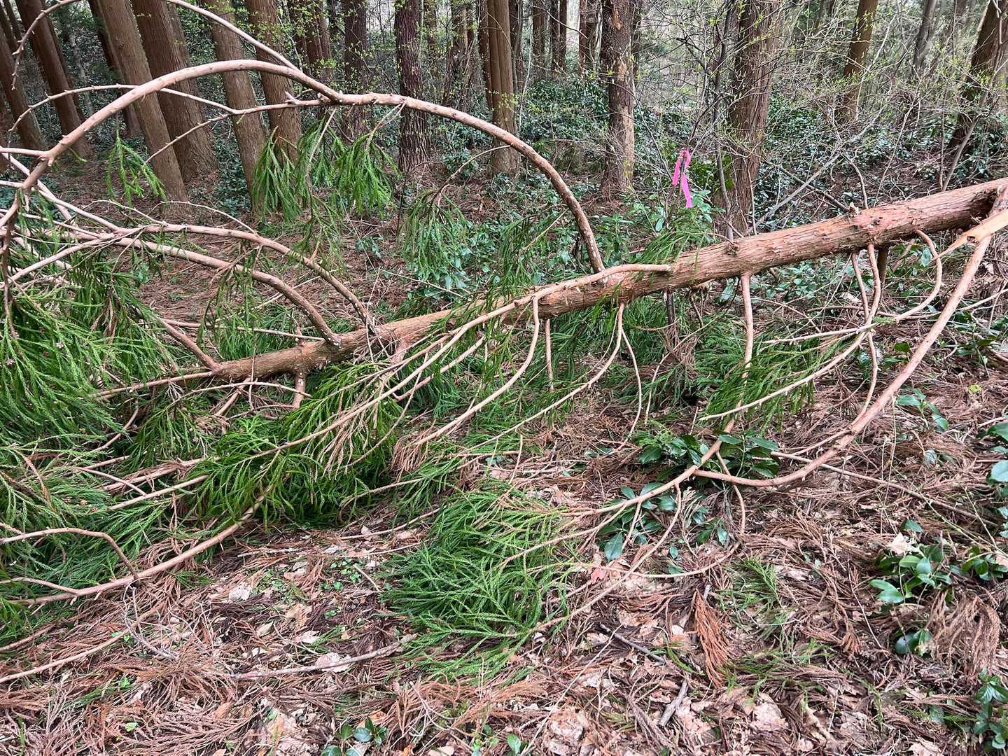 関沢森林公園登山口-櫛形山登山口-櫛形山-飯角山-羽黒山- 縦走コースの写真