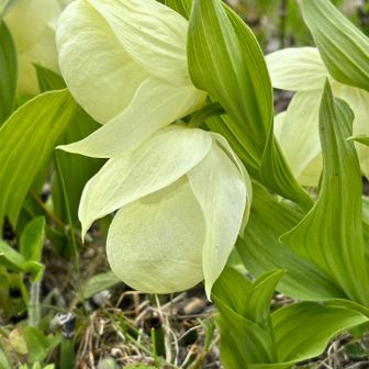 礼文島-レブンアツモリソウ巡り2025-05-24 / ayaさんの礼文島の活動