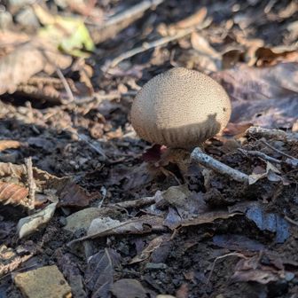 ホコリタケ
見た目気持ち悪いけど、幼菌は食べられるらしい
