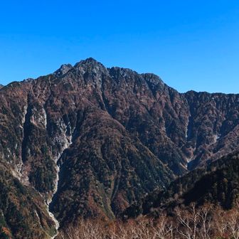 ダケカンバの白い木肌に陽が当たる