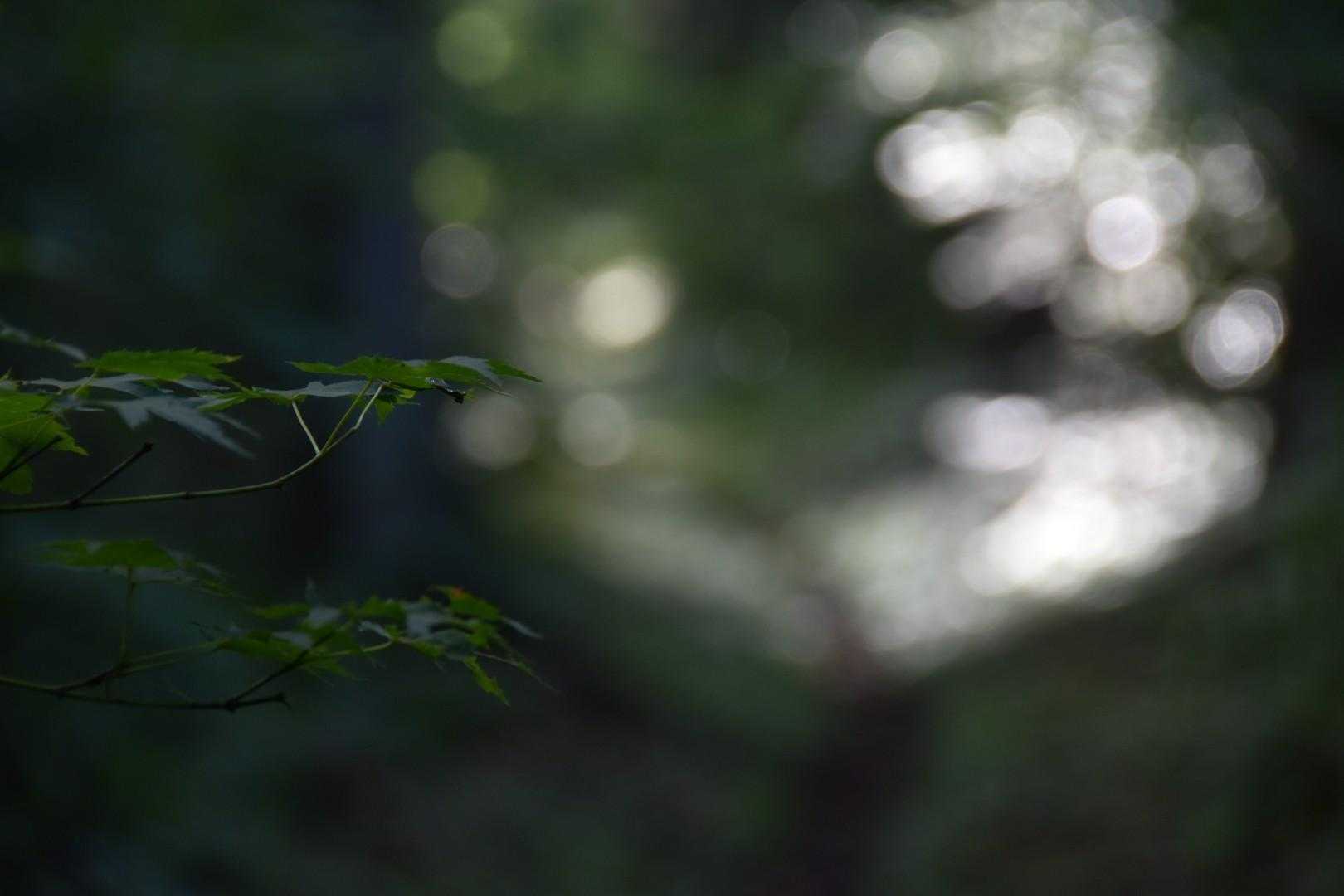 前日の雨なのか露なのかキラキラ