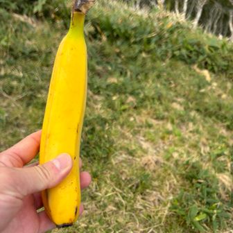 バナナ🍌