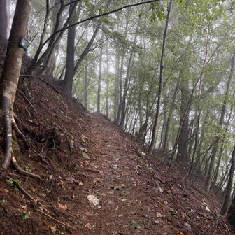 雨は降り続いていますが、落ち葉が水を吸収してくれるためか、ぬかるみは時々…という程度です。全体的には歩きやすいです