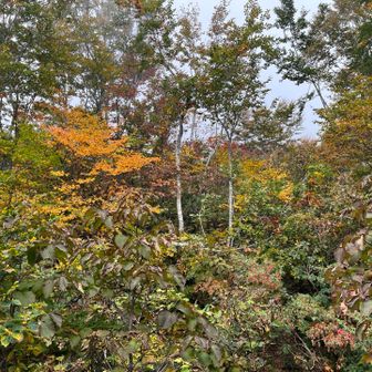 紅葉が始まってます　後ろは真っ白