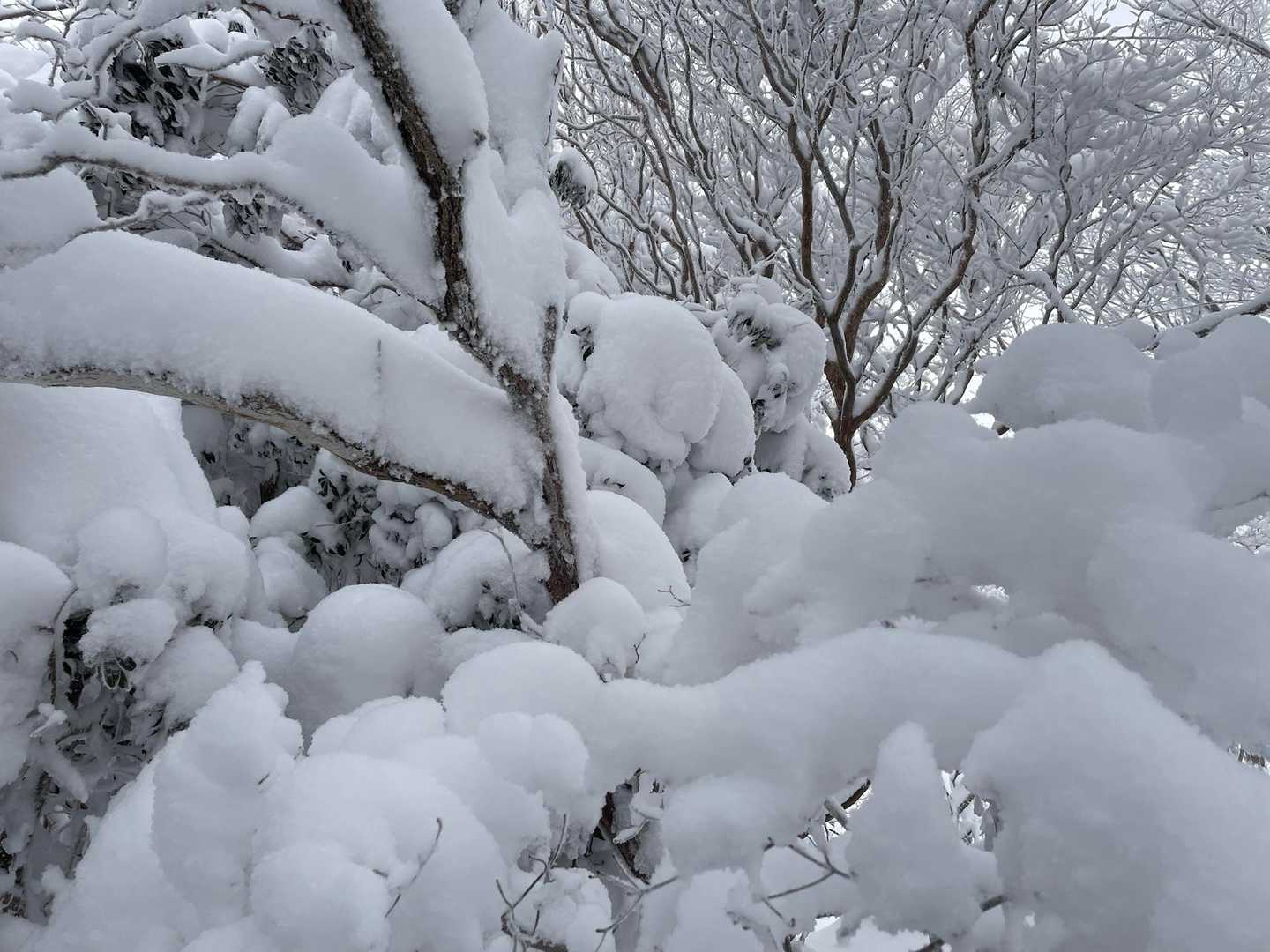 たっぷり雪が降ったあとなので、今週も安心ルートの牧ノ戸から歩きます