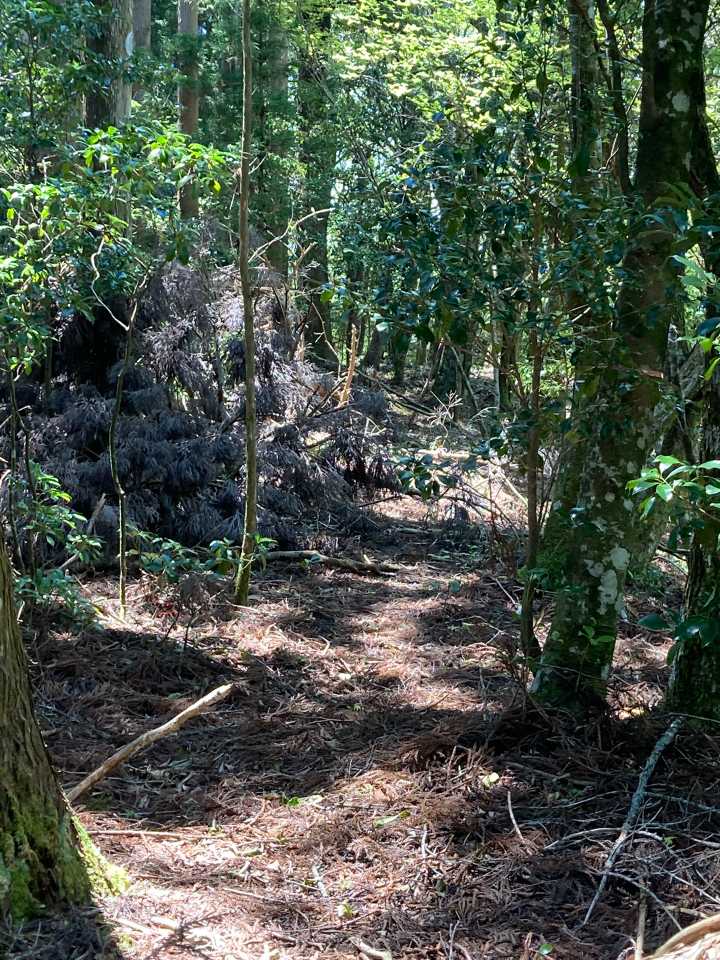 こっちに行くと吉野丸
こっちも行きませんけどー💦
下山しまーす