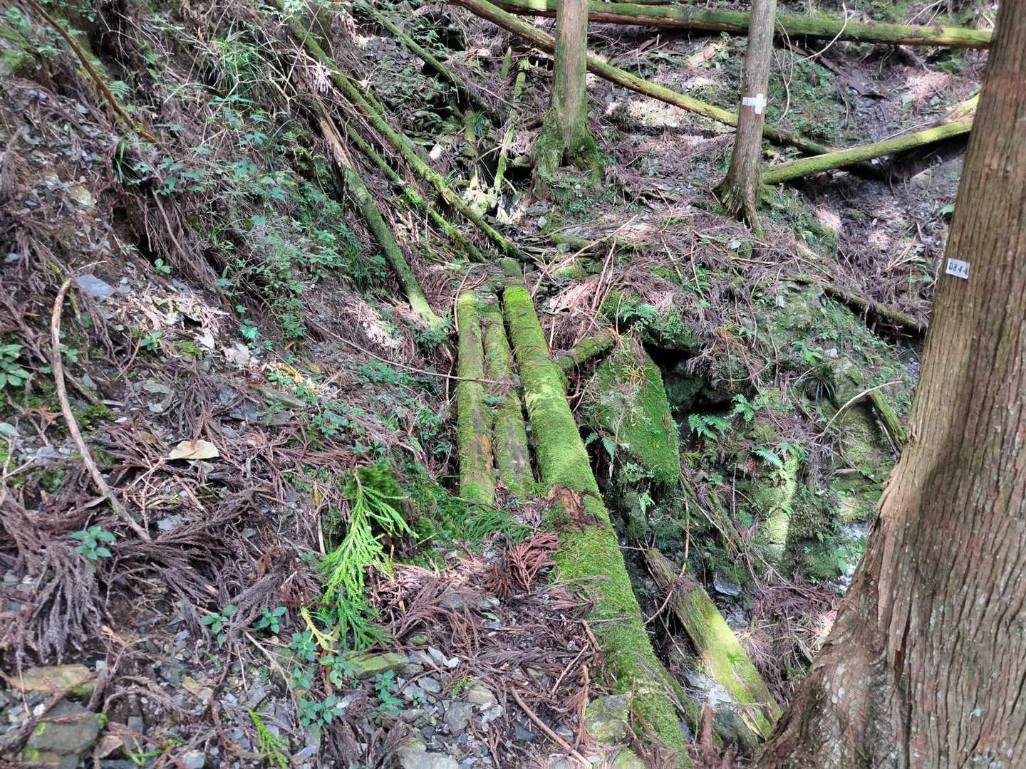 この橋は怖い
滑りそうで折れそう😭
空気を一杯吸い込み、体を少し浮かせながらなんとか通過しました🎈