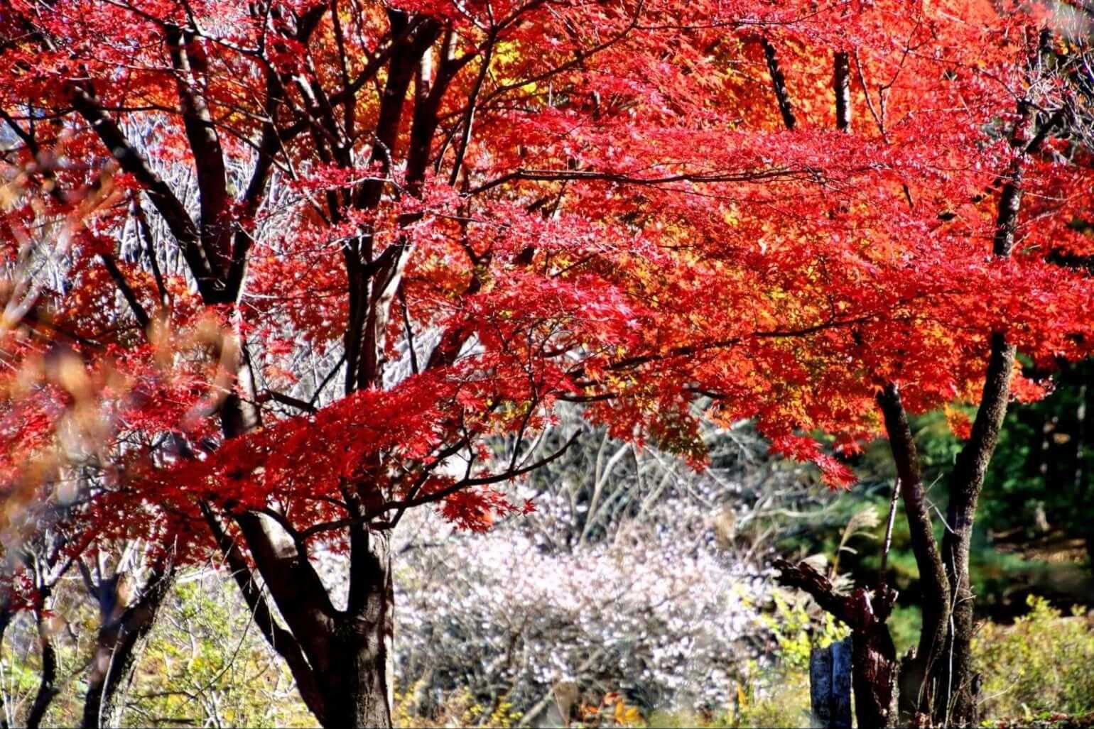 桜山 往復コースの写真