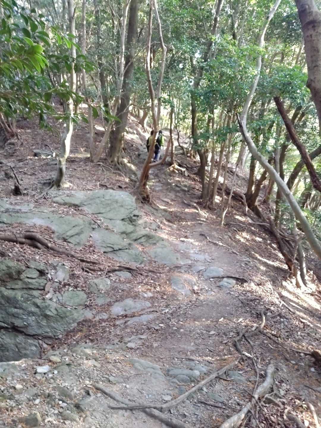 急登ですが、歩きやすい🚶