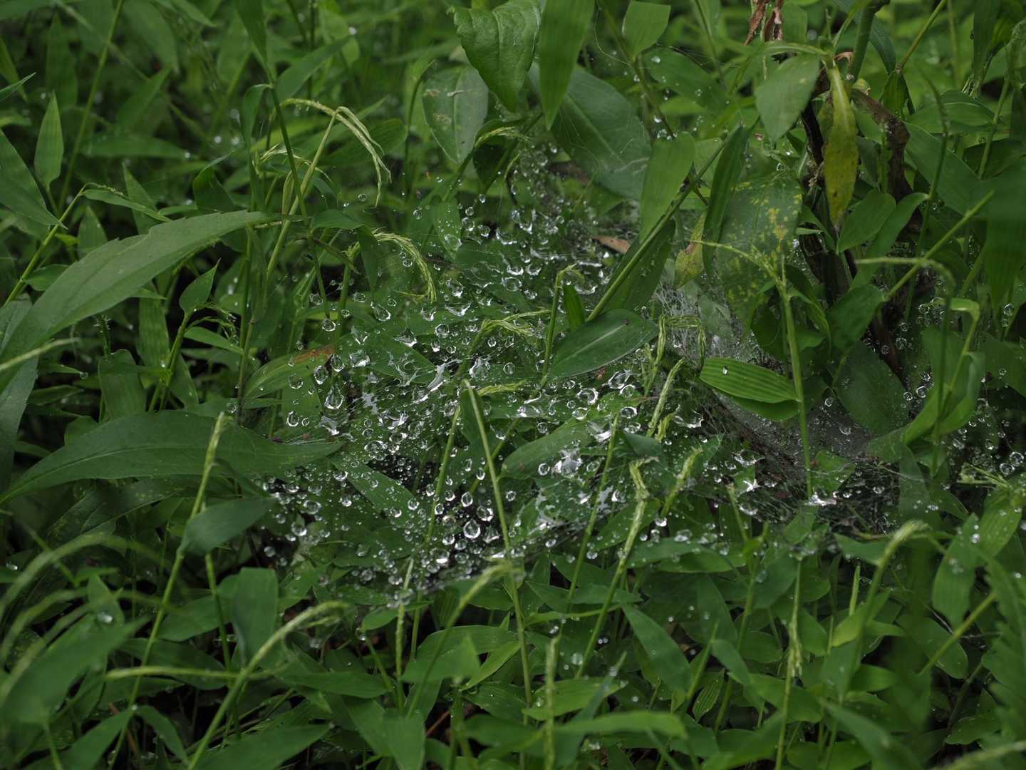 蜘蛛の巣🕸️アート😉