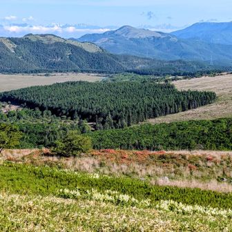 手前からコバイケイソウ⚪️→レンゲツツジ🏵️→ミズナラ🌳→ビシッと刈り込んだカラマツ🌲