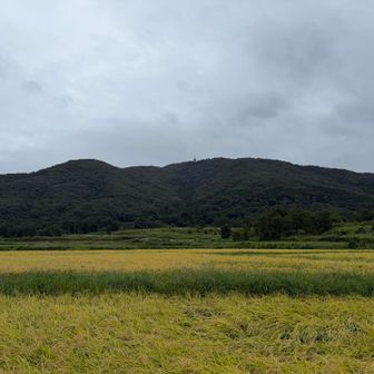 稲穂と宝篋山を眺めながら常願寺コースへ⛰️