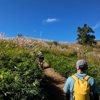 葛城山のススキもきれい