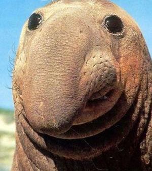 ズングリとムックリ