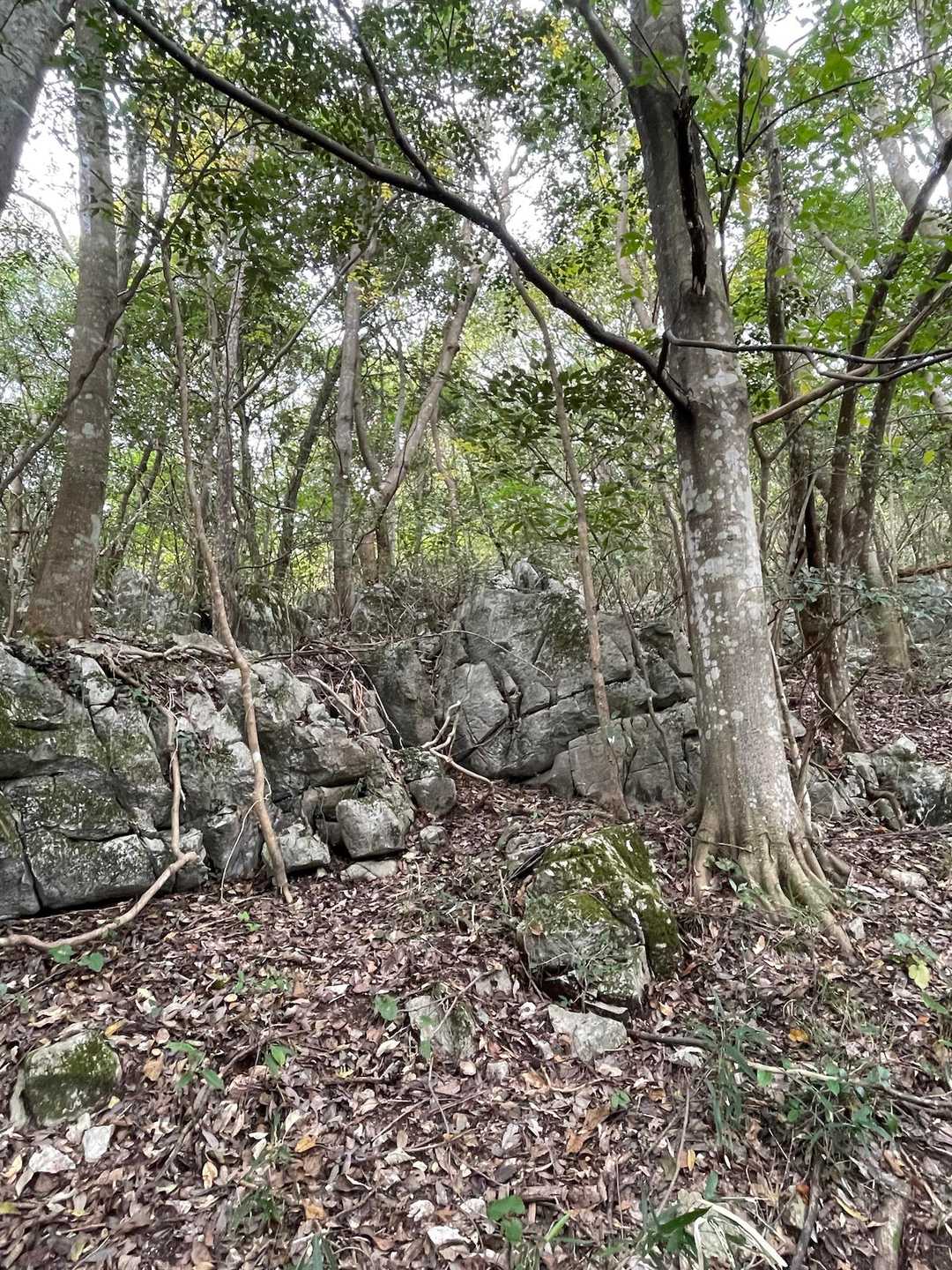 しばらくこんな感じのthe山道
白い岩肌、石灰岩