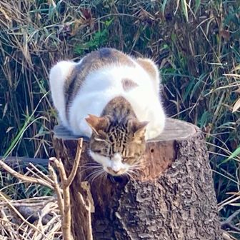 金沢文庫駅のさきにお山があるのできてみました

金沢山のヌシ🐱かな？

ちなみに「かなざわやま」じゃなく「きんたくさん」って読むんですって🥸