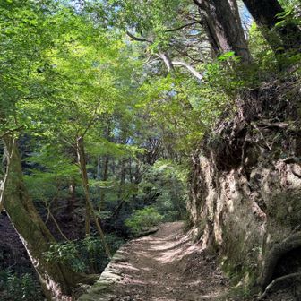 市ケ原から、再度公園へ。こんな道好き💓