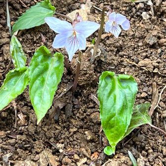 ナガバノスミレサイシン