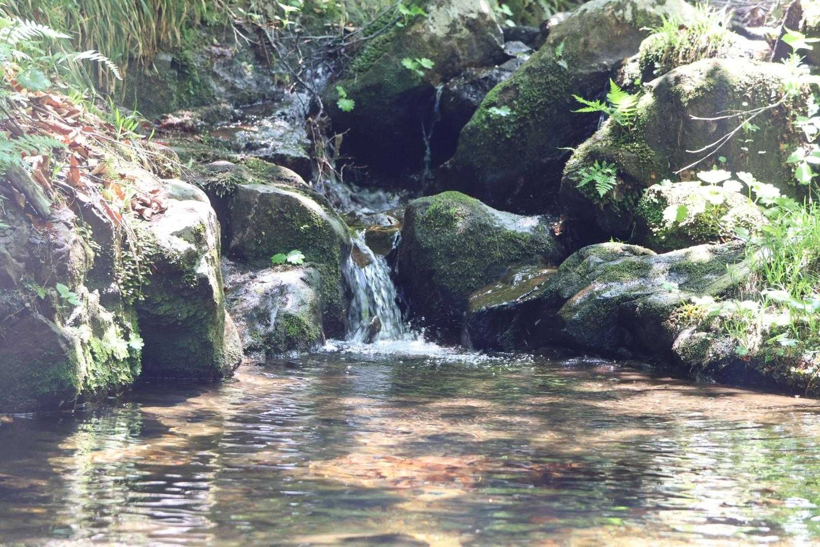栂海新道入口-坂田峠-金時の頭-山姥平-白鳥山-鳥居杉-山 周回コースの写真