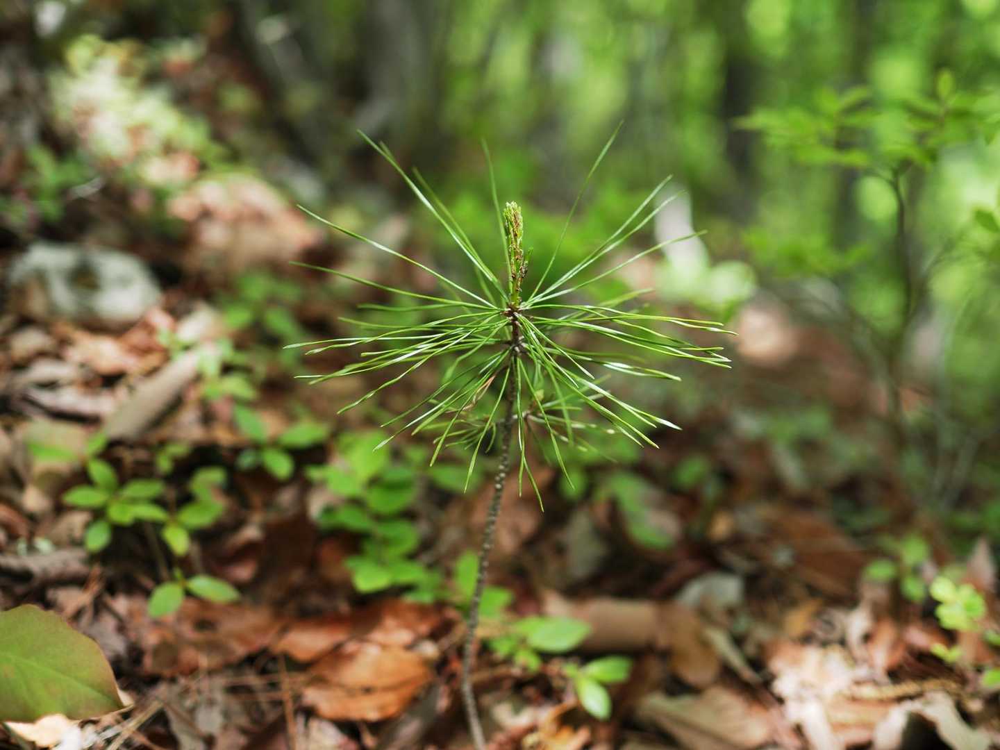 松の赤ちゃん🌲