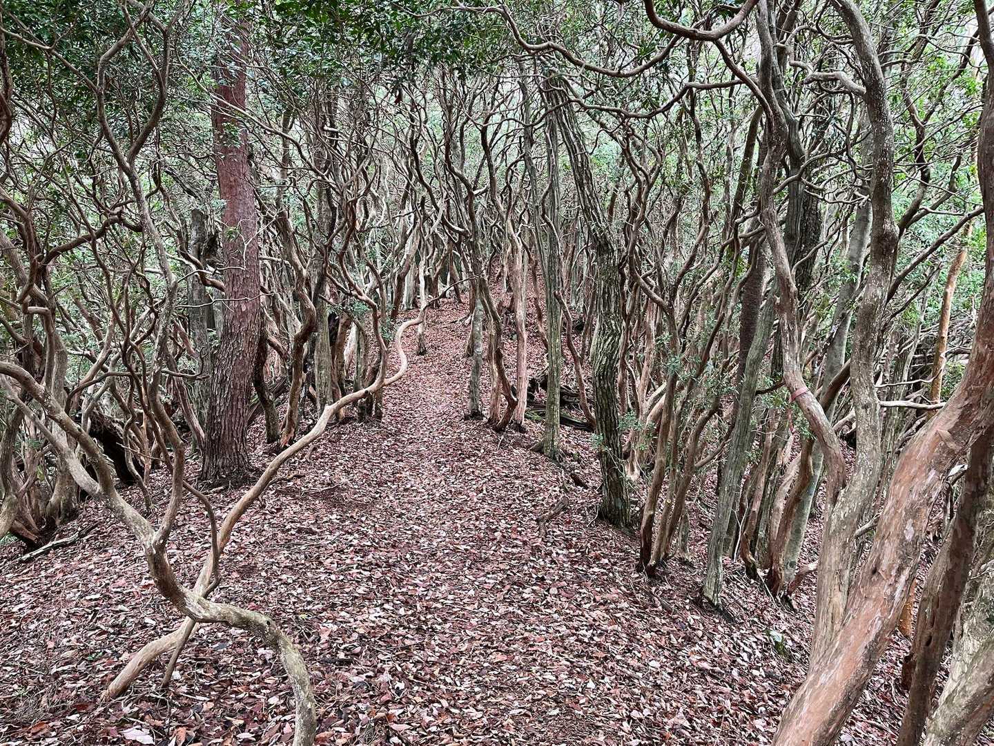 こちらは普通の山道です♪