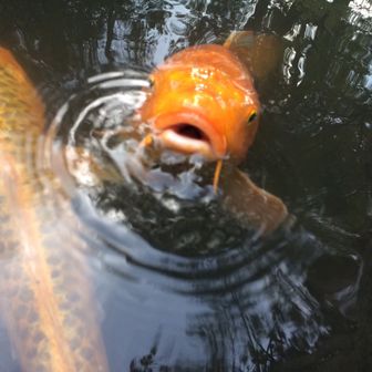 ととまる