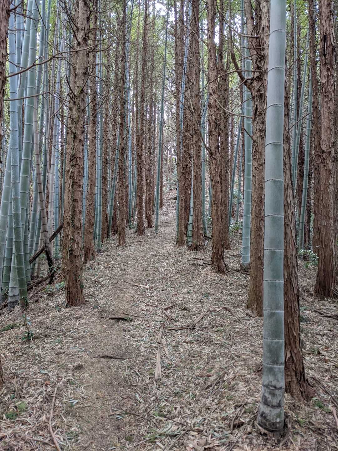 鶴羽山 周回コースの写真