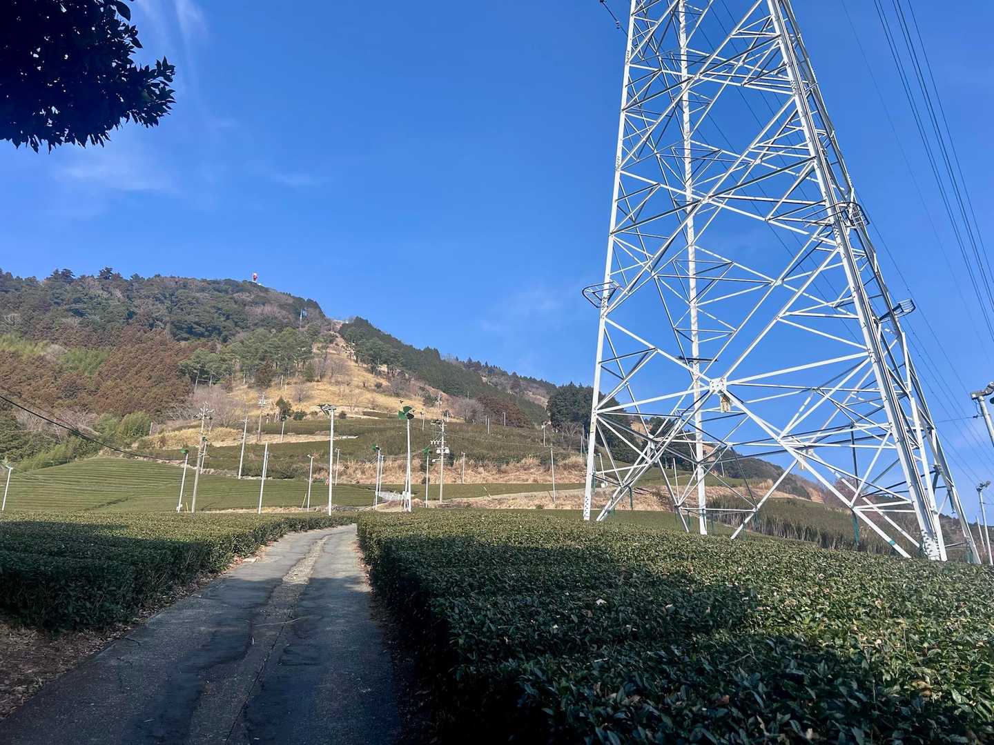 茶畑の向こうに粟ヶ岳山頂⛰️