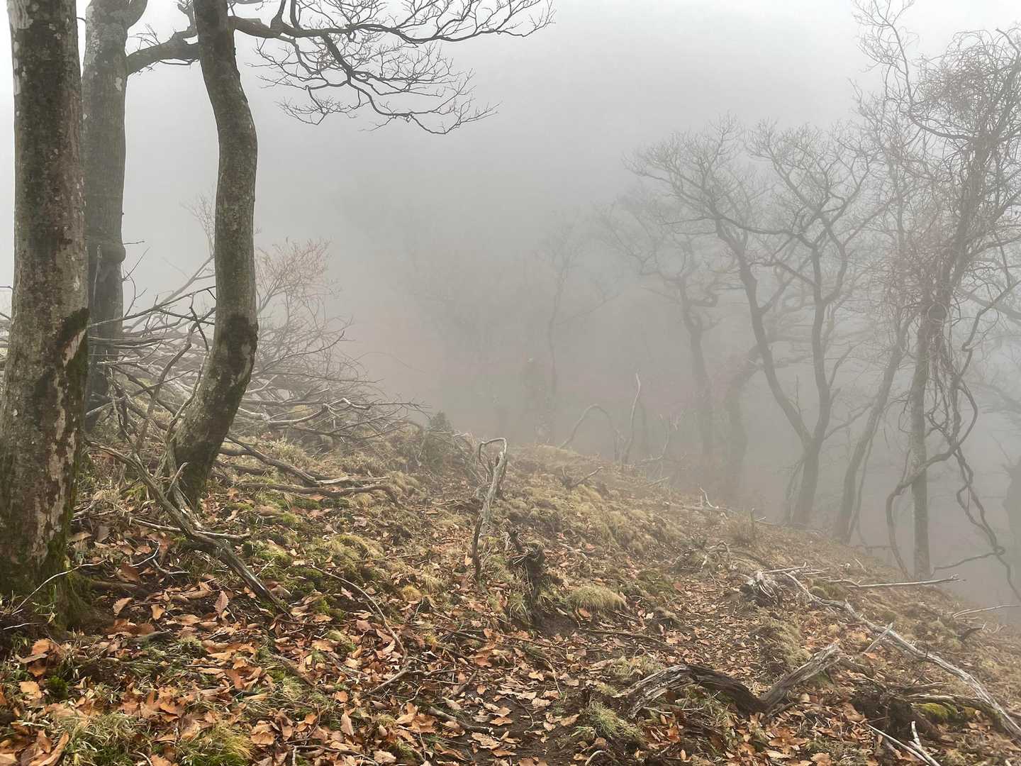 四季見橋登山口-親父山-障子岳 周回コースの写真